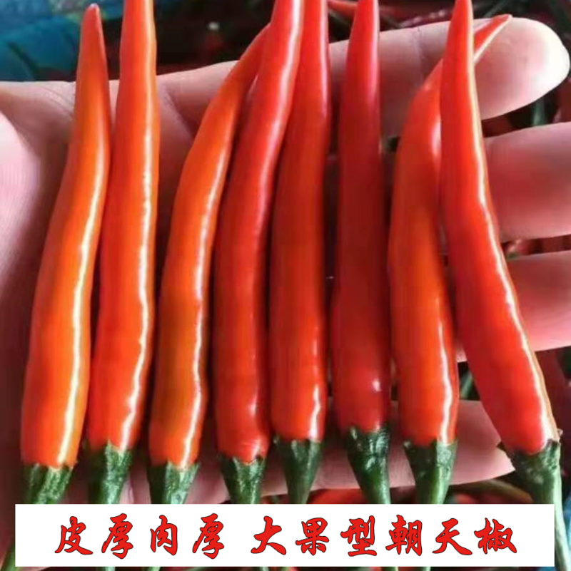 泰系朝天椒种子辣椒种子小米辣椒大果型橘红色转红色