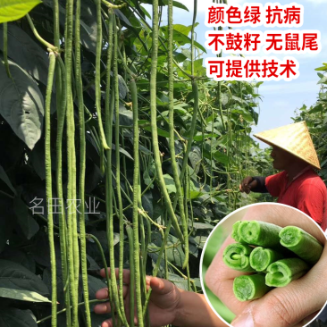 翠绿豆角种子豇豆种200克耐寒无鼠尾不鼓籽厚肉