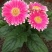 云南非洲菊苗基地常年供应现货现发量大从优全国发货