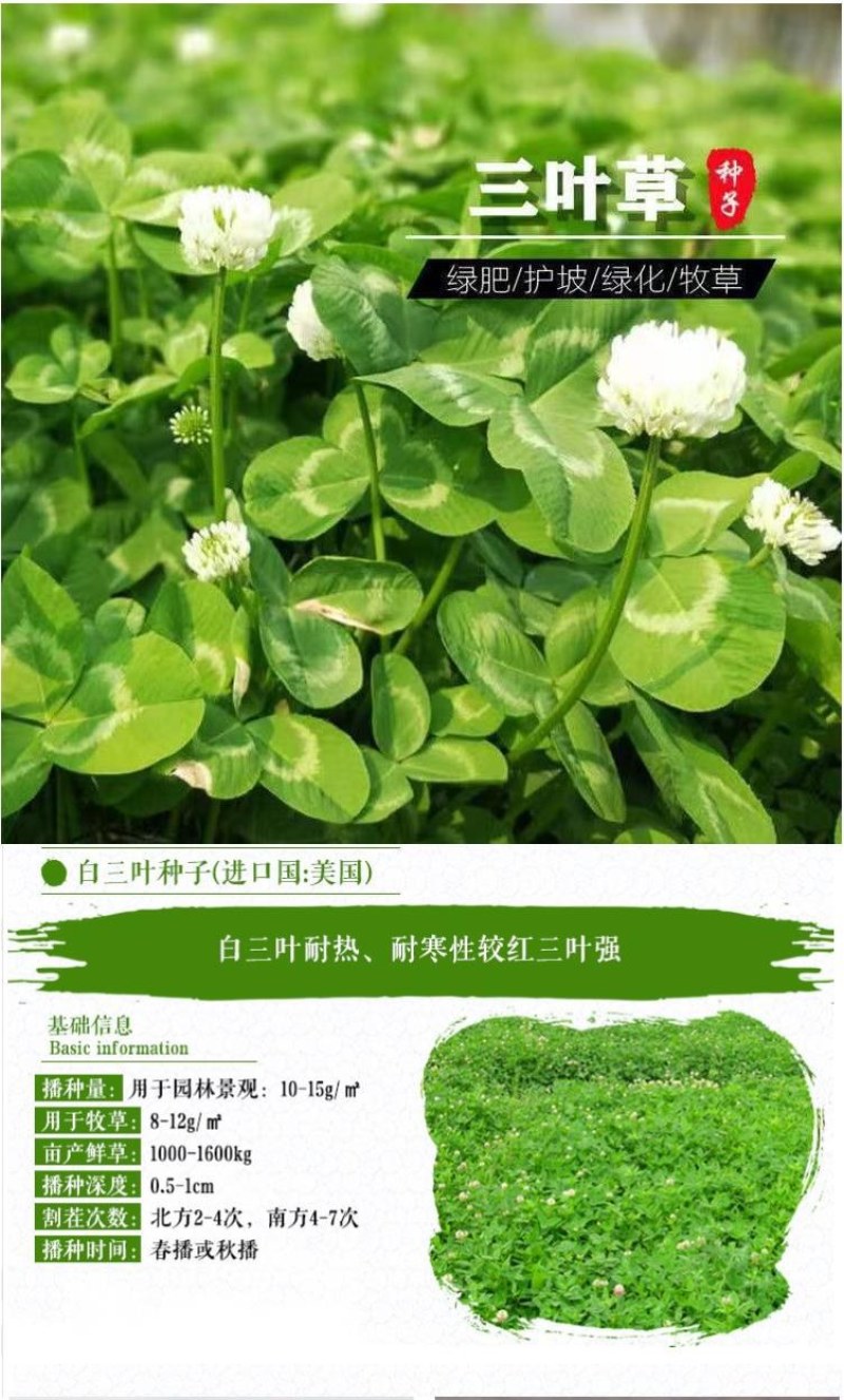 进口三叶草种子红三叶白三叶种籽幸运草四季常青耐寒绿化草坪