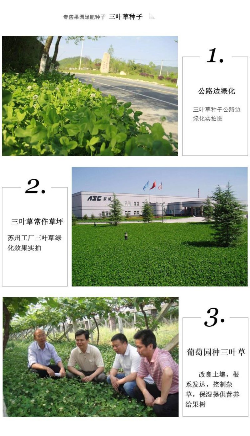 进口三叶草种子红三叶白三叶种籽幸运草四季常青耐寒绿化草坪