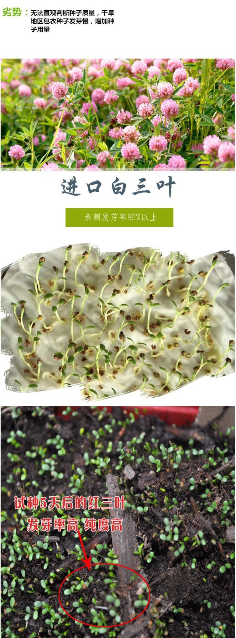 进口三叶草种子红三叶白三叶种籽幸运草四季常青耐寒绿化草坪