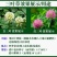 进口三叶草种子红三叶白三叶种籽幸运草四季常青耐寒绿化草坪