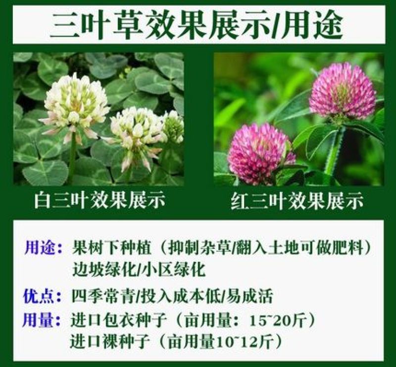 进口三叶草种子红三叶白三叶种籽幸运草四季常青耐寒绿化草坪