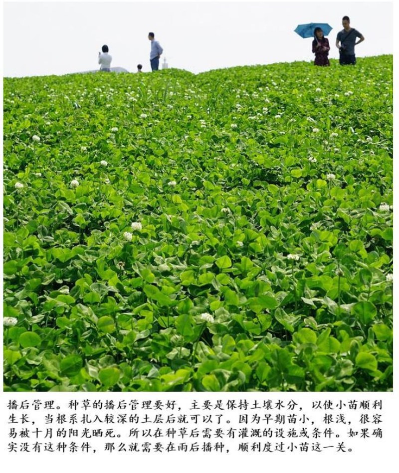 进口三叶草种子红三叶白三叶种籽幸运草四季常青耐寒绿化草坪