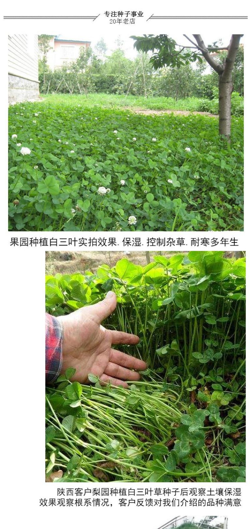 进口三叶草种子红三叶白三叶种籽幸运草四季常青耐寒绿化草坪