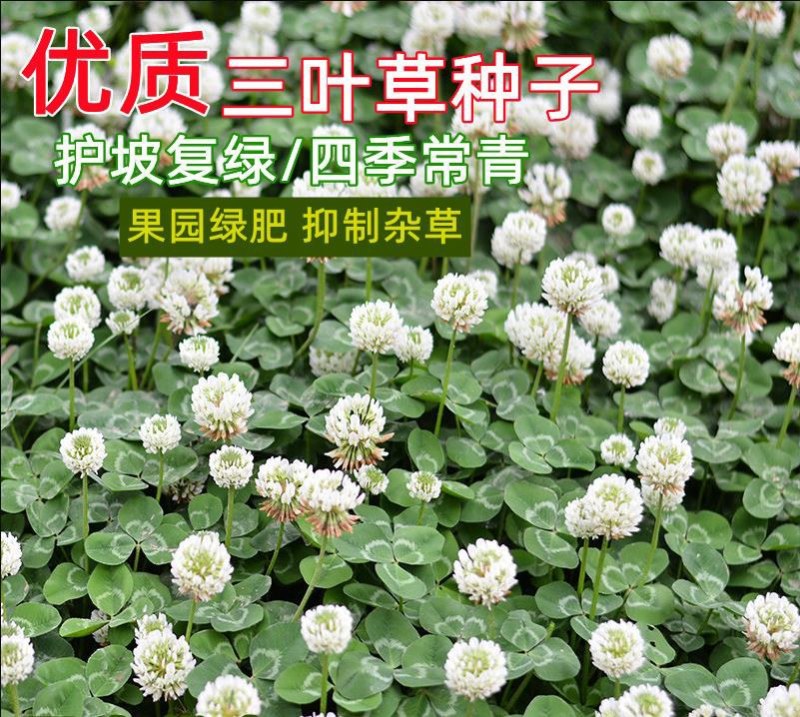 进口三叶草种子红三叶白三叶种籽幸运草四季常青耐寒绿化草坪