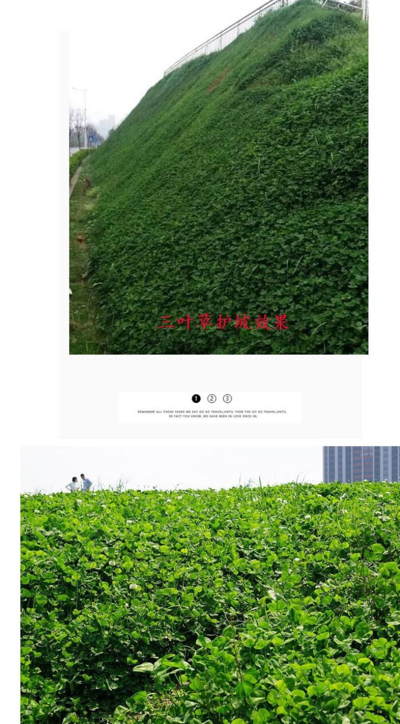 进口三叶草种子红三叶白三叶种籽幸运草四季常青耐寒绿化草坪