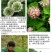 进口三叶草种子红三叶白三叶种籽幸运草四季常青耐寒绿化草坪