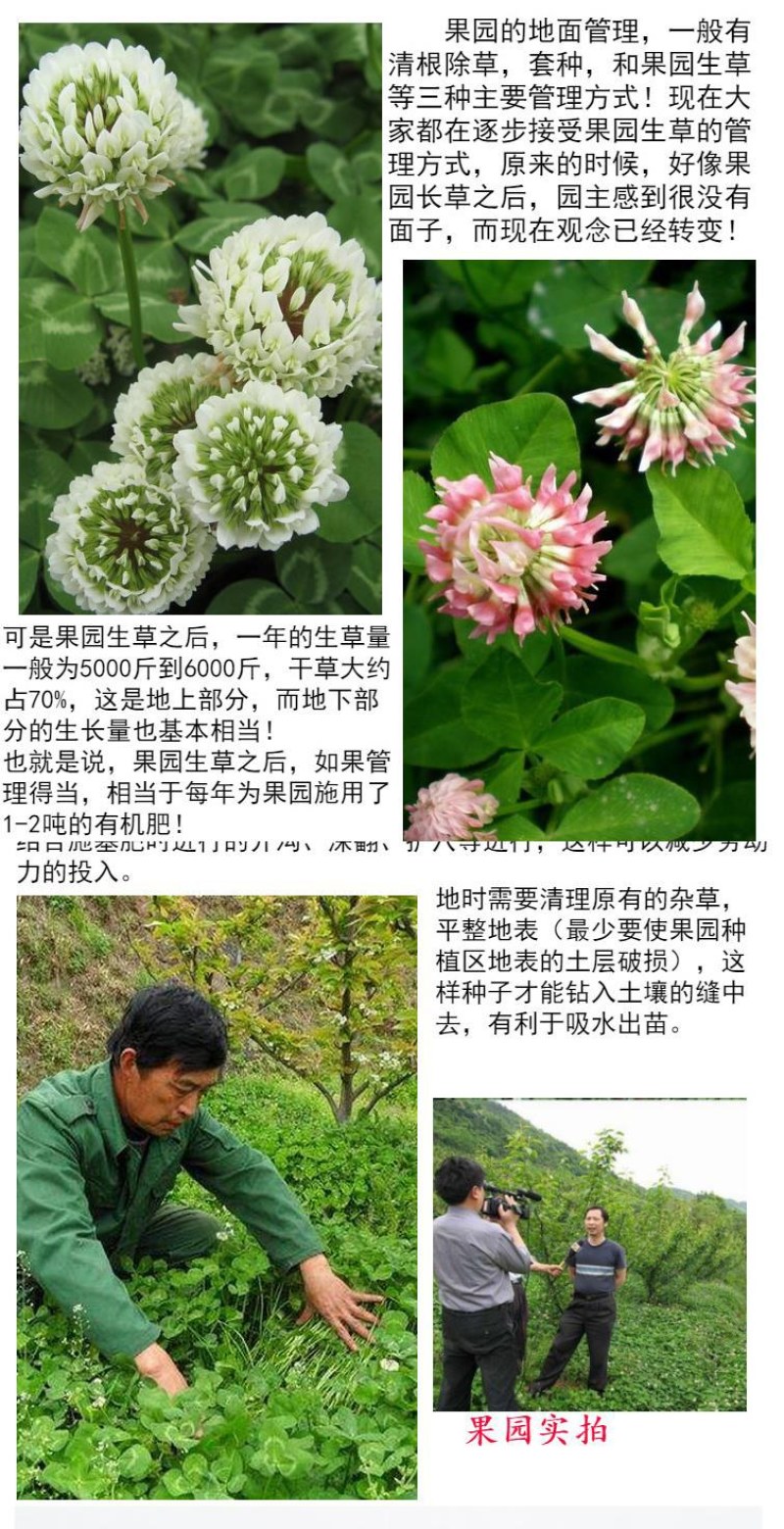 进口三叶草种子红三叶白三叶种籽幸运草四季常青耐寒绿化草坪