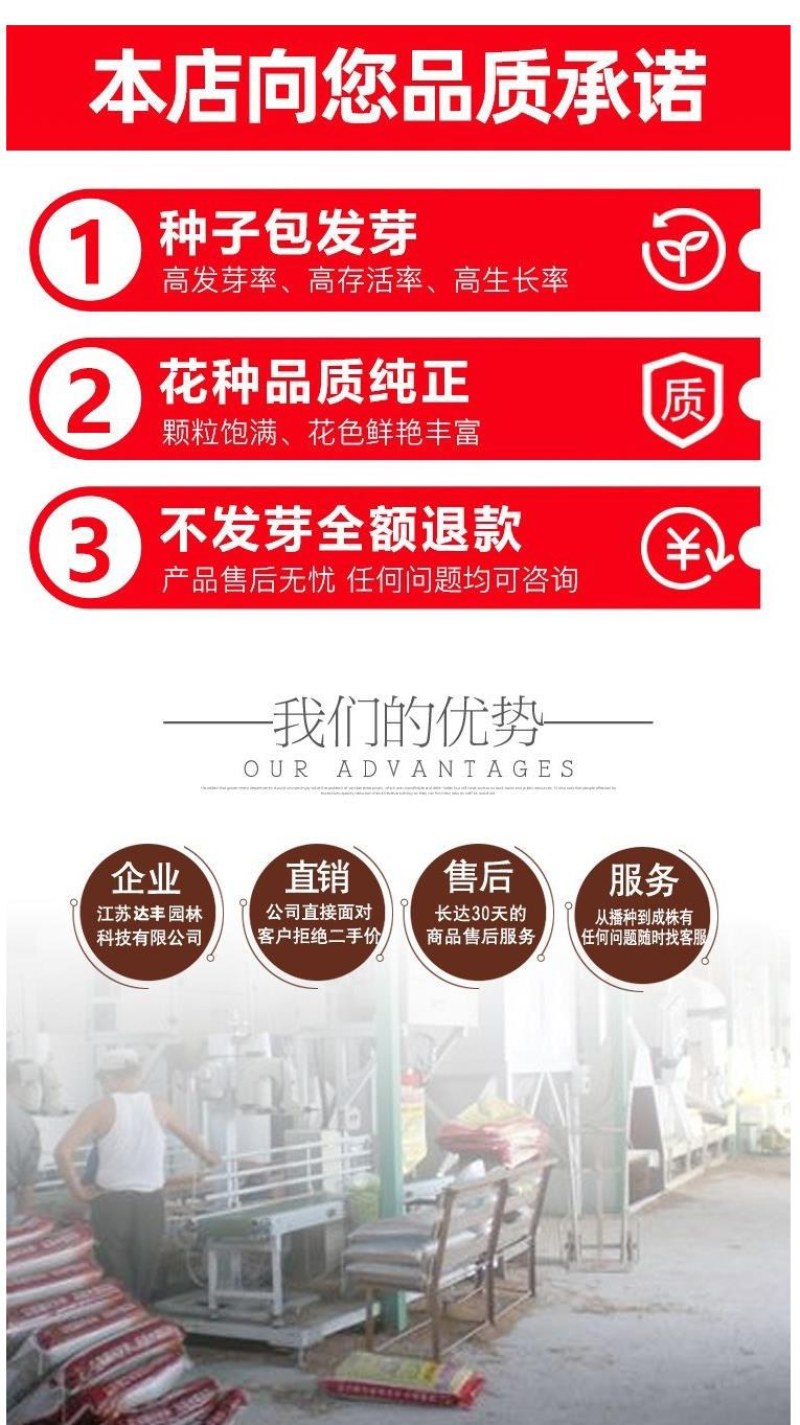 进口三叶草种子红三叶白三叶种籽幸运草四季常青耐寒绿化草坪