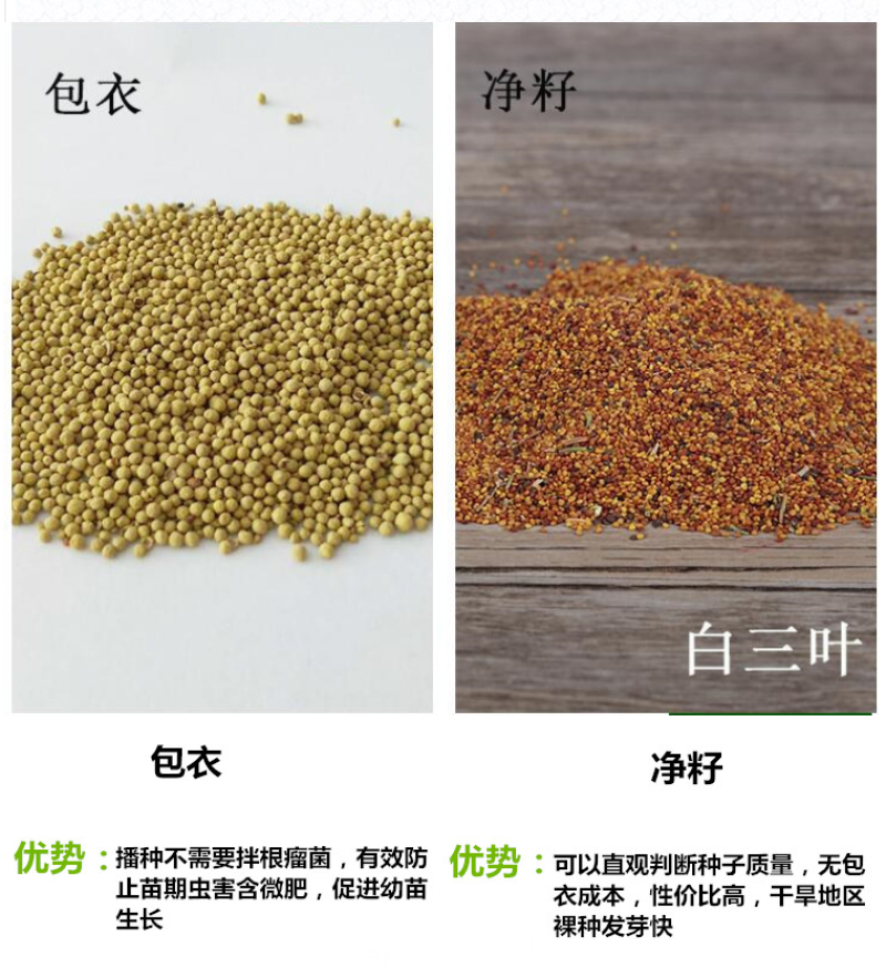 进口三叶草种子红三叶白三叶种籽幸运草四季常青耐寒绿化草坪