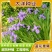 蓝花鸢尾种子鸢尾种子紫蝴蝶耐寒耐旱庭院工程绿化种植