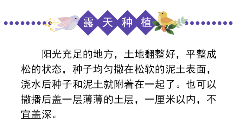 蓝花鸢尾种子鸢尾种子紫蝴蝶耐寒耐旱庭院工程绿化种植