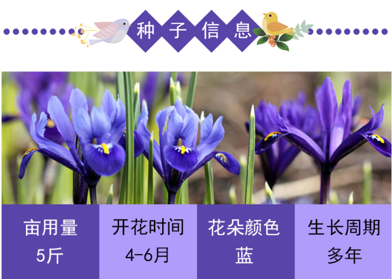 蓝花鸢尾种子鸢尾种子紫蝴蝶耐寒耐旱庭院工程绿化种植