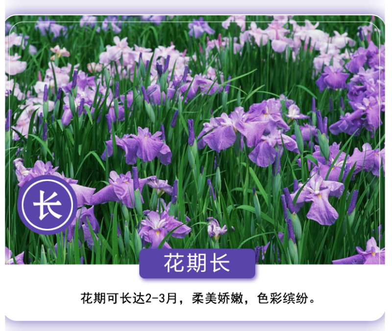 蓝花鸢尾种子鸢尾种子紫蝴蝶耐寒耐旱庭院工程绿化种植