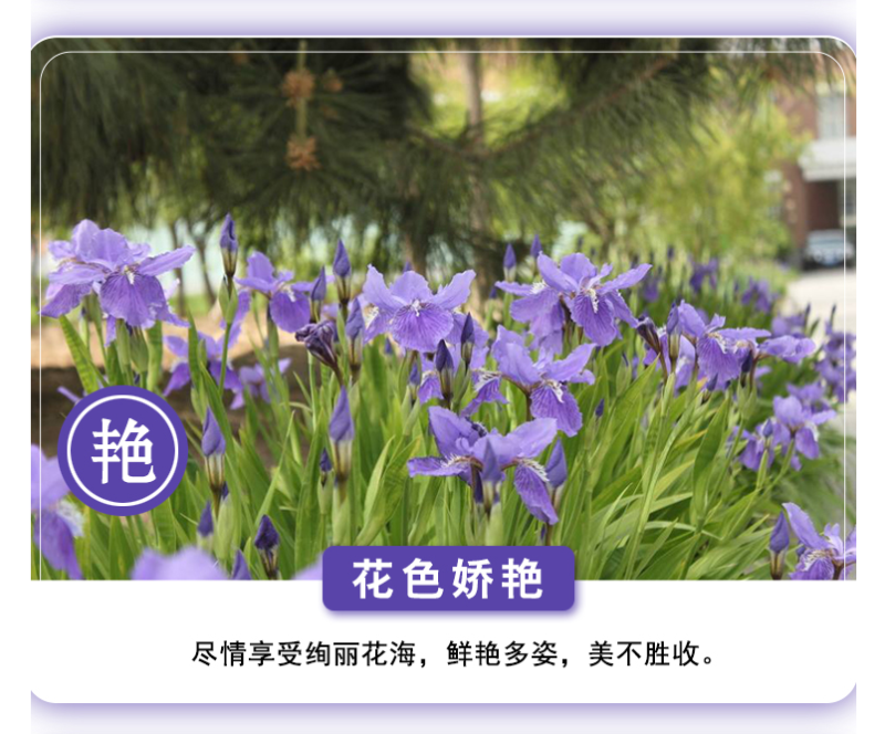 蓝花鸢尾种子鸢尾种子紫蝴蝶耐寒耐旱庭院工程绿化种植