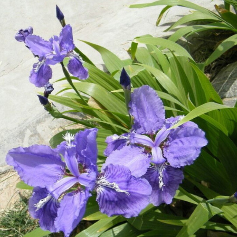 蓝花鸢尾种子鸢尾种子紫蝴蝶耐寒耐旱庭院工程绿化种植