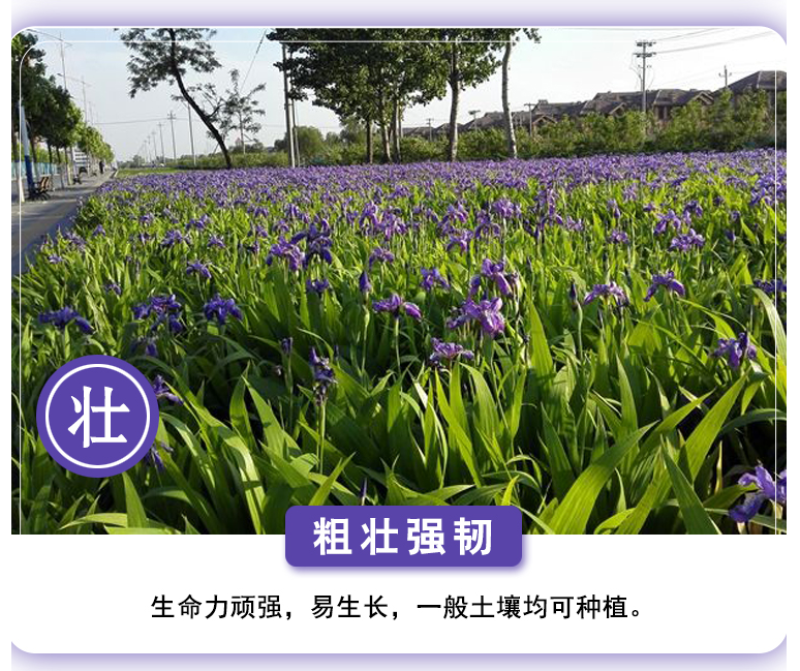 蓝花鸢尾种子鸢尾种子紫蝴蝶耐寒耐旱庭院工程绿化种植