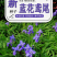 蓝花鸢尾种子鸢尾种子紫蝴蝶耐寒耐旱庭院工程绿化种植