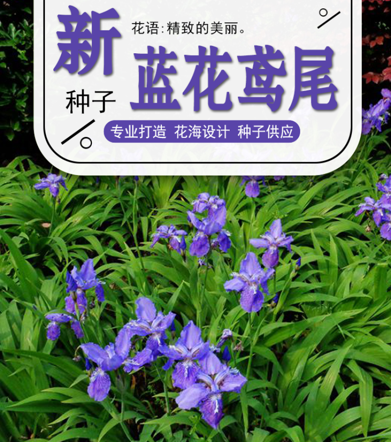 蓝花鸢尾种子鸢尾种子紫蝴蝶耐寒耐旱庭院工程绿化种植