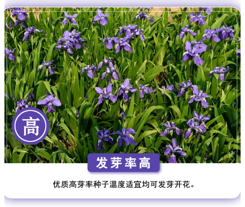 蓝花鸢尾种子鸢尾种子紫蝴蝶耐寒耐旱庭院工程绿化种植