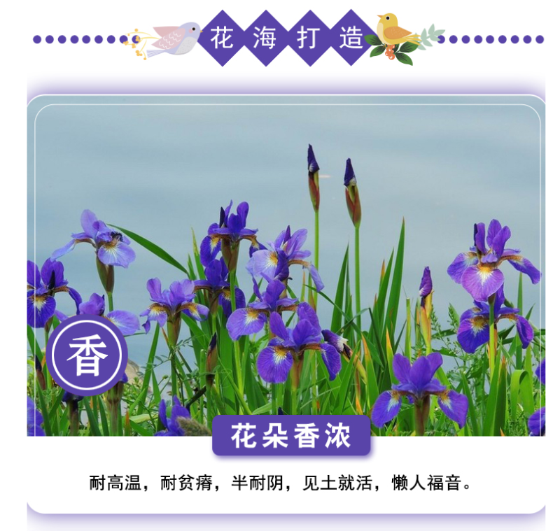 蓝花鸢尾种子鸢尾种子紫蝴蝶耐寒耐旱庭院工程绿化种植