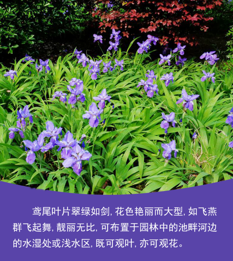 蓝花鸢尾种子鸢尾种子紫蝴蝶耐寒耐旱庭院工程绿化种植
