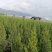 宜良天成林苗圃大量提供及配送1米5一2米高塔柏袋苗