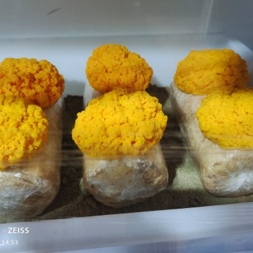 西双版纳金耳菌