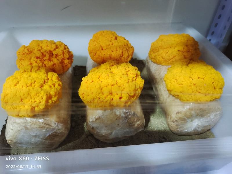 西双版纳金耳菌