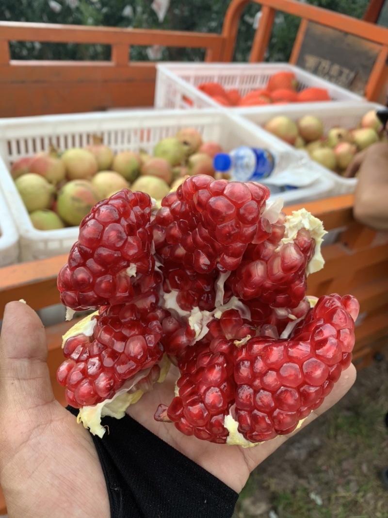 会理突尼斯软籽石榴农户自发