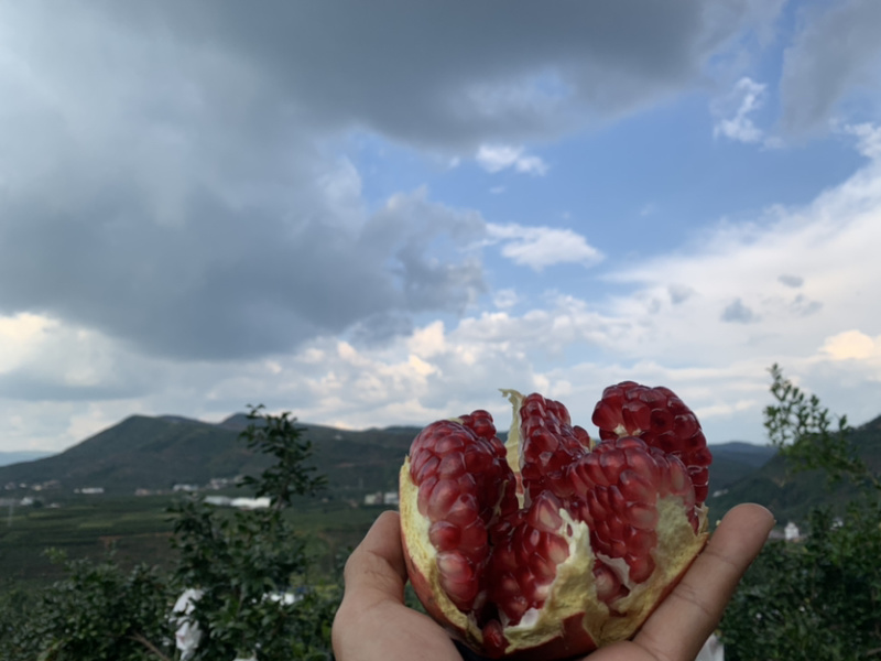 会理突尼斯软籽石榴农户自发