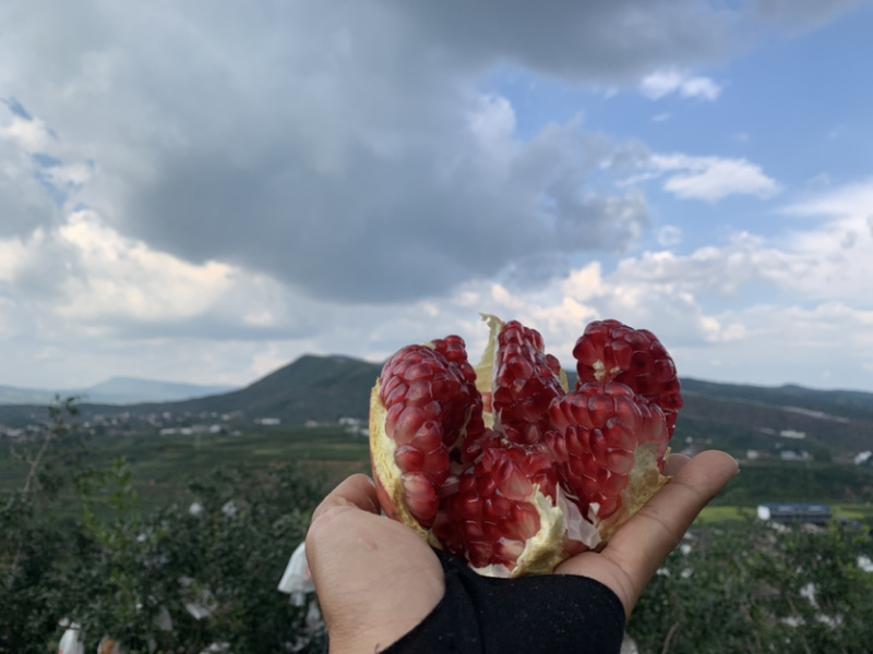 会理突尼斯软籽石榴农户自发