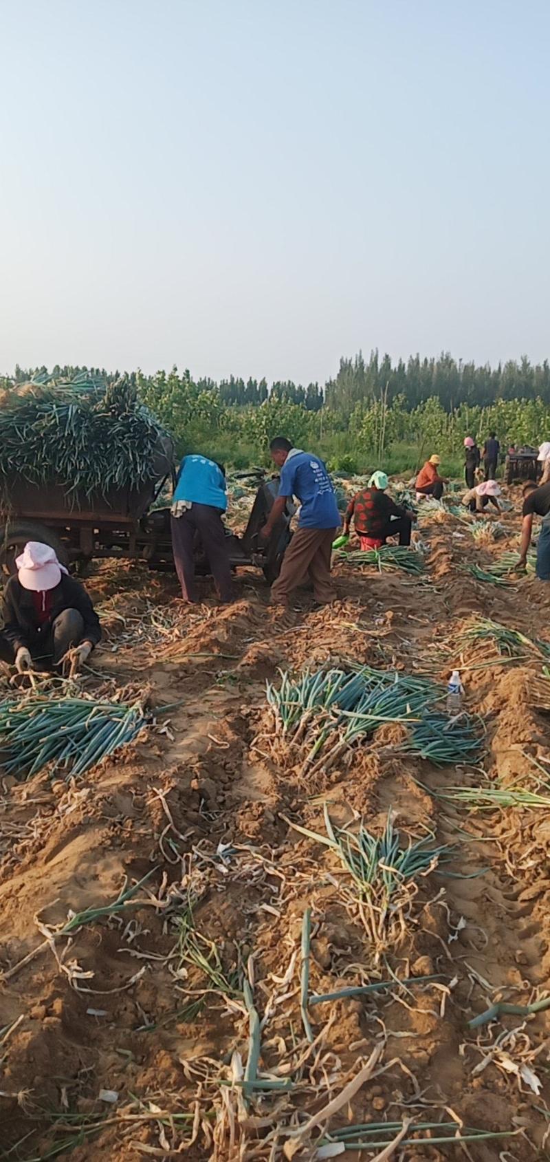 长白沟葱，产地直发，杆高白长