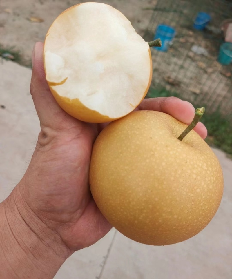 秋月梨果肉细腻纯甜化渣果面干净产地直供质量保证！