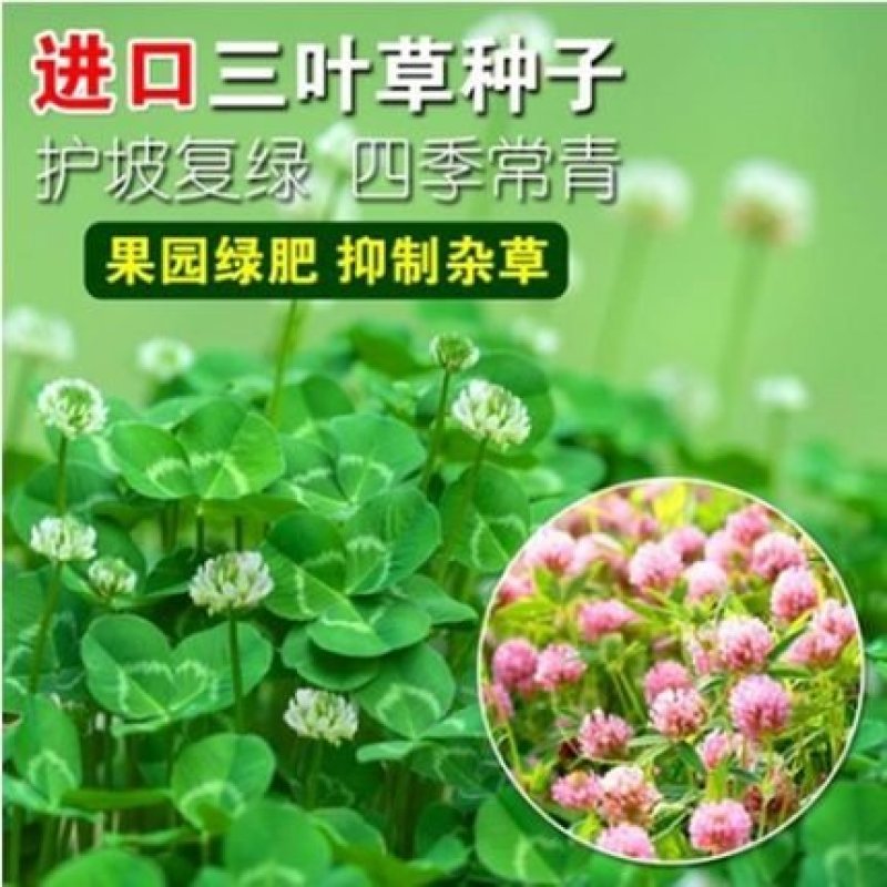 进口红三叶种子白三叶种子绿肥绿化多年生矮生草坪种子