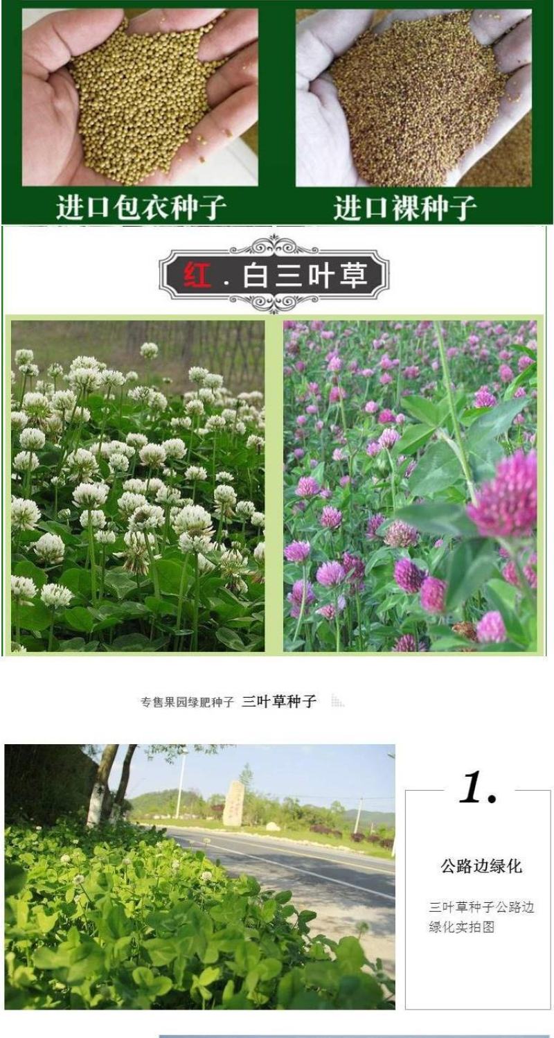 进口红三叶种子白三叶种子绿肥绿化多年生矮生草坪种子