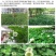 进口红三叶种子白三叶种子绿肥绿化多年生矮生草坪种子