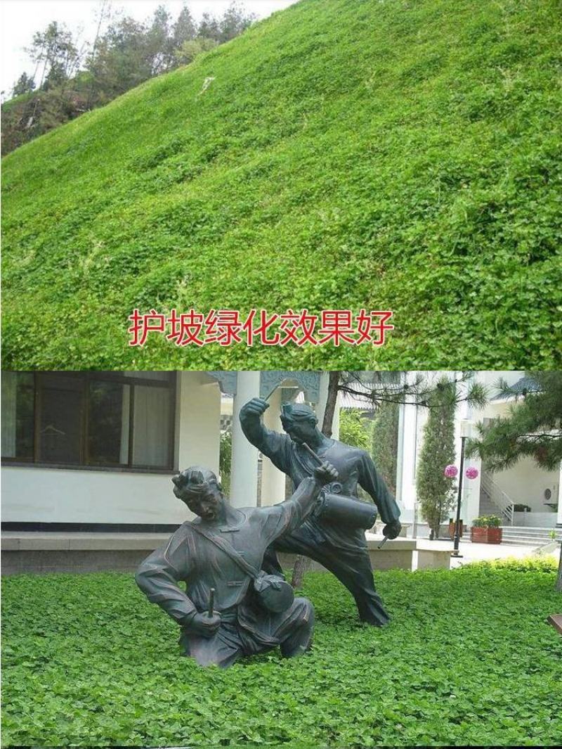 进口红三叶种子白三叶种子绿肥绿化多年生矮生草坪种子