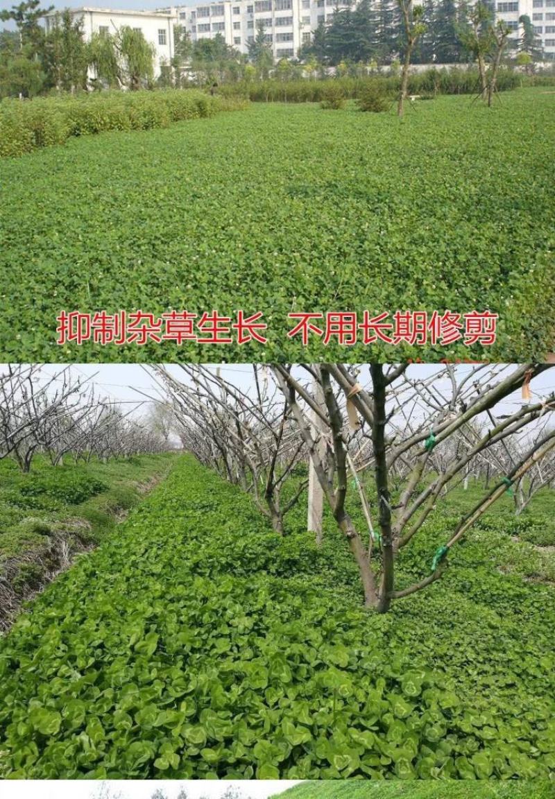 进口红三叶种子白三叶种子绿肥绿化多年生矮生草坪种子