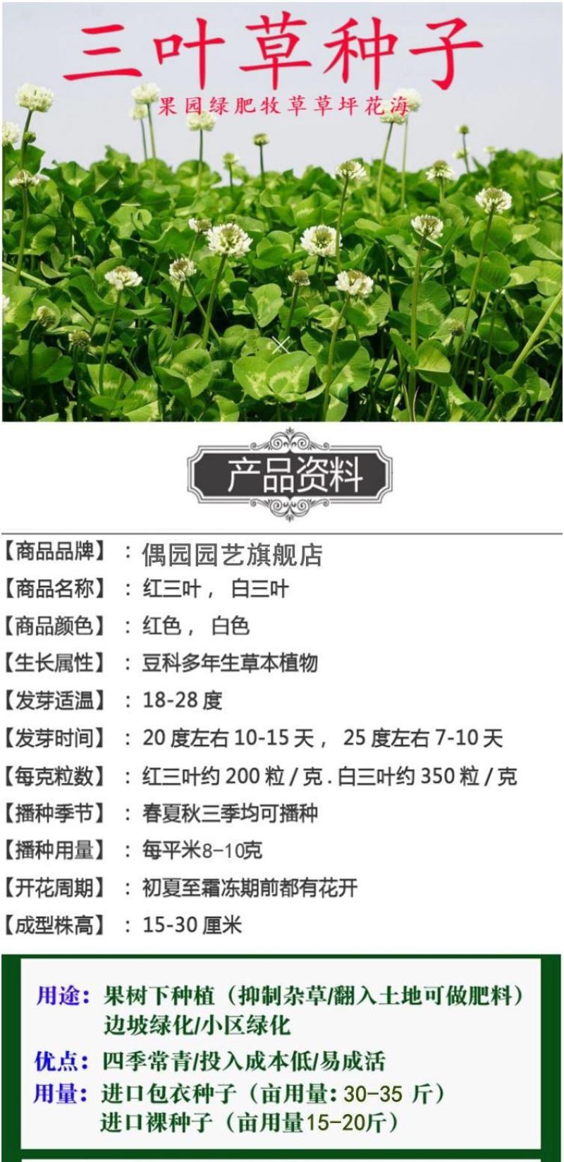 进口红三叶种子白三叶种子绿肥绿化多年生矮生草坪种子