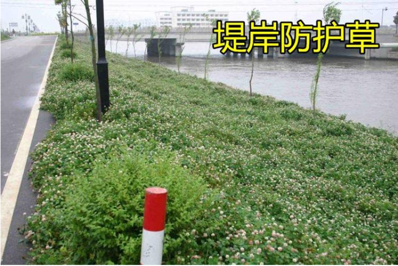 进口红三叶种子白三叶种子绿肥绿化多年生矮生草坪种子