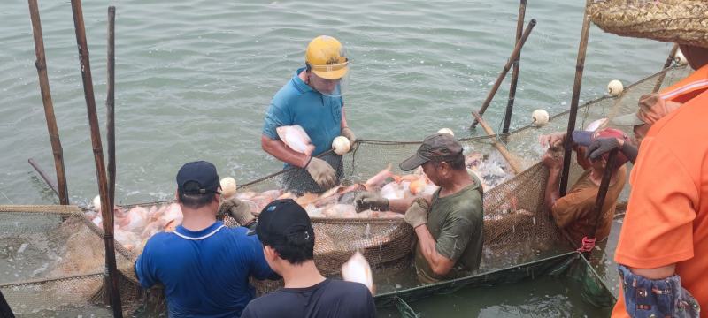 彩虹鲷、红罗非鱼，基地专业精品养殖，欢迎选购！