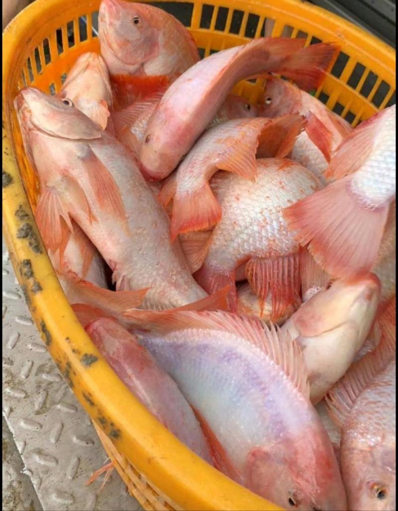 彩虹鲷、红罗非鱼，基地专业精品养殖，欢迎选购！