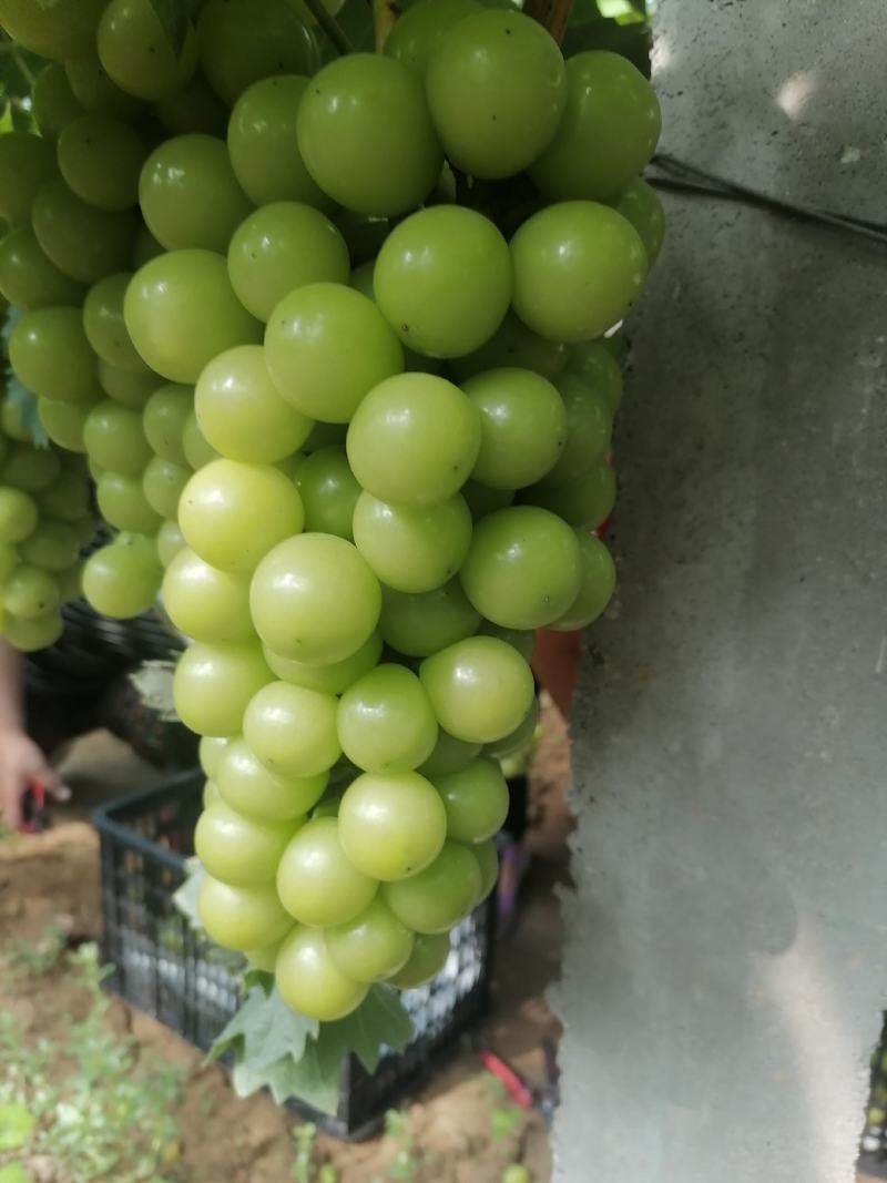 阳光玫瑰