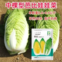 芭比娃娃菜种子黄心白菜种原装春季夏季秋季阳台四季蔬菜种子