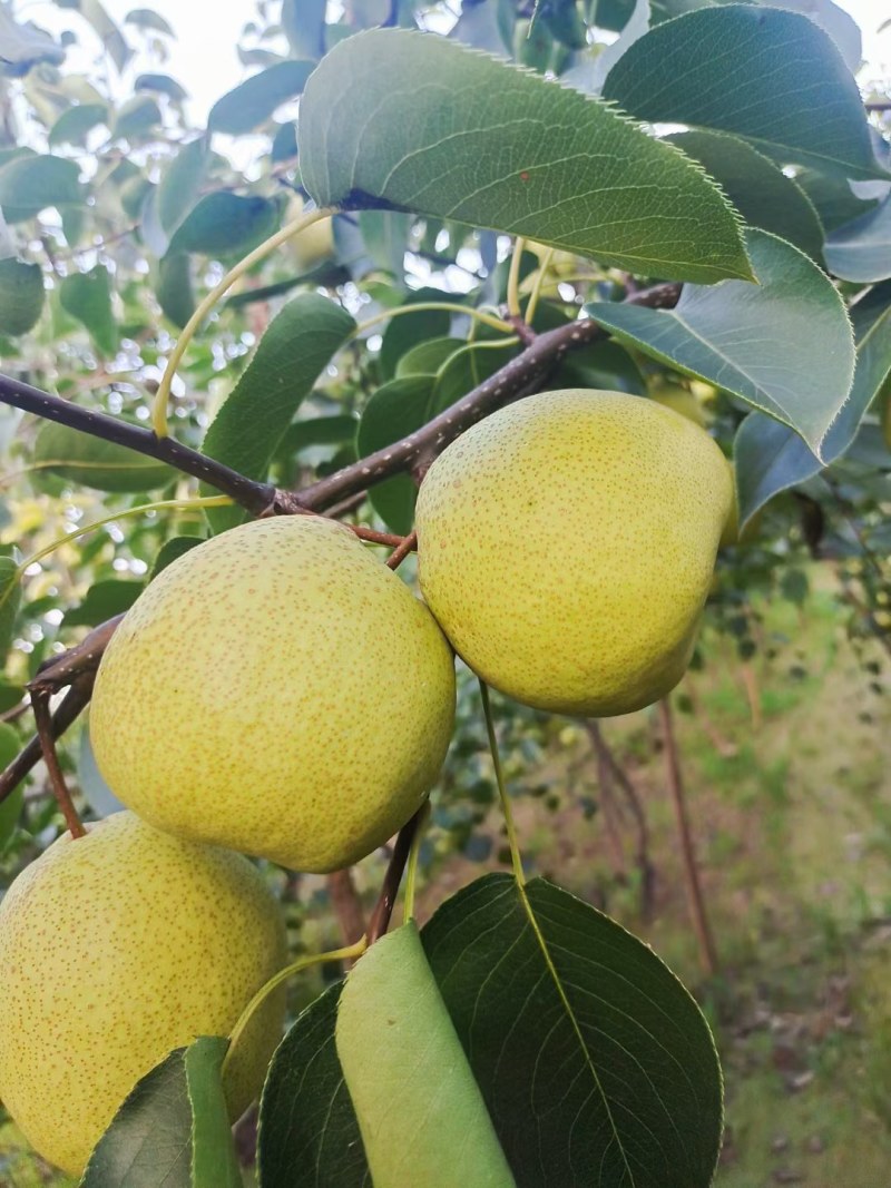 精品砀山梨大量上市代发全国保证质量