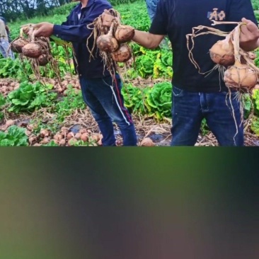 齐齐哈尔亩产8吨精品大黄葱