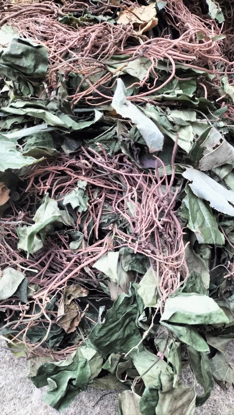 高含量野生细辛香味浓无硫全草